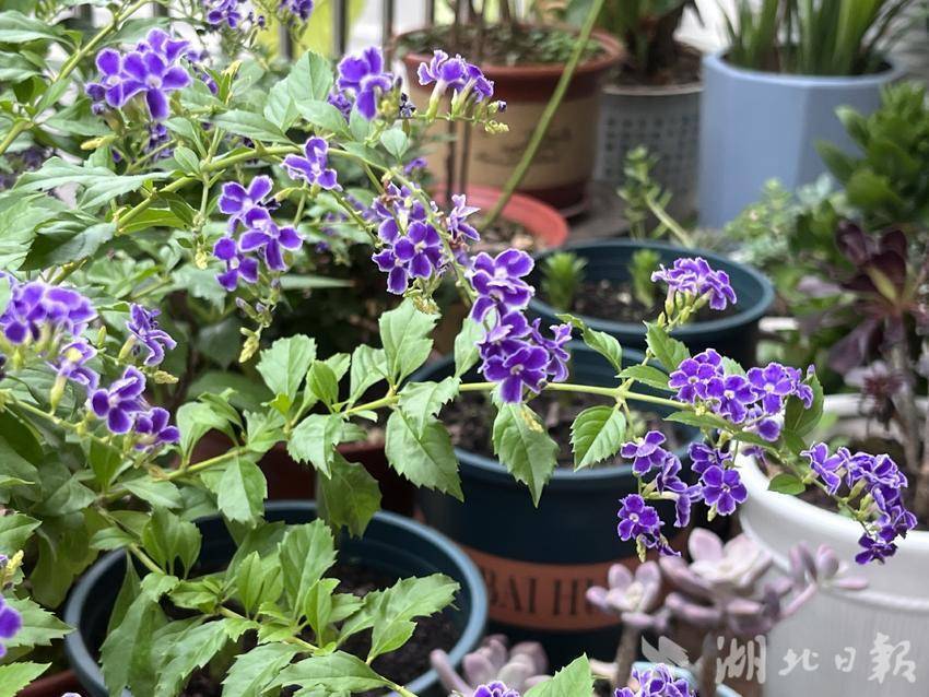 免费菠菜导航
